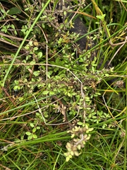Coprosma ciliata, photograph author not stated, no rights reserved