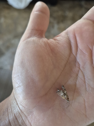 Hawaiian Beet Webworm Moth