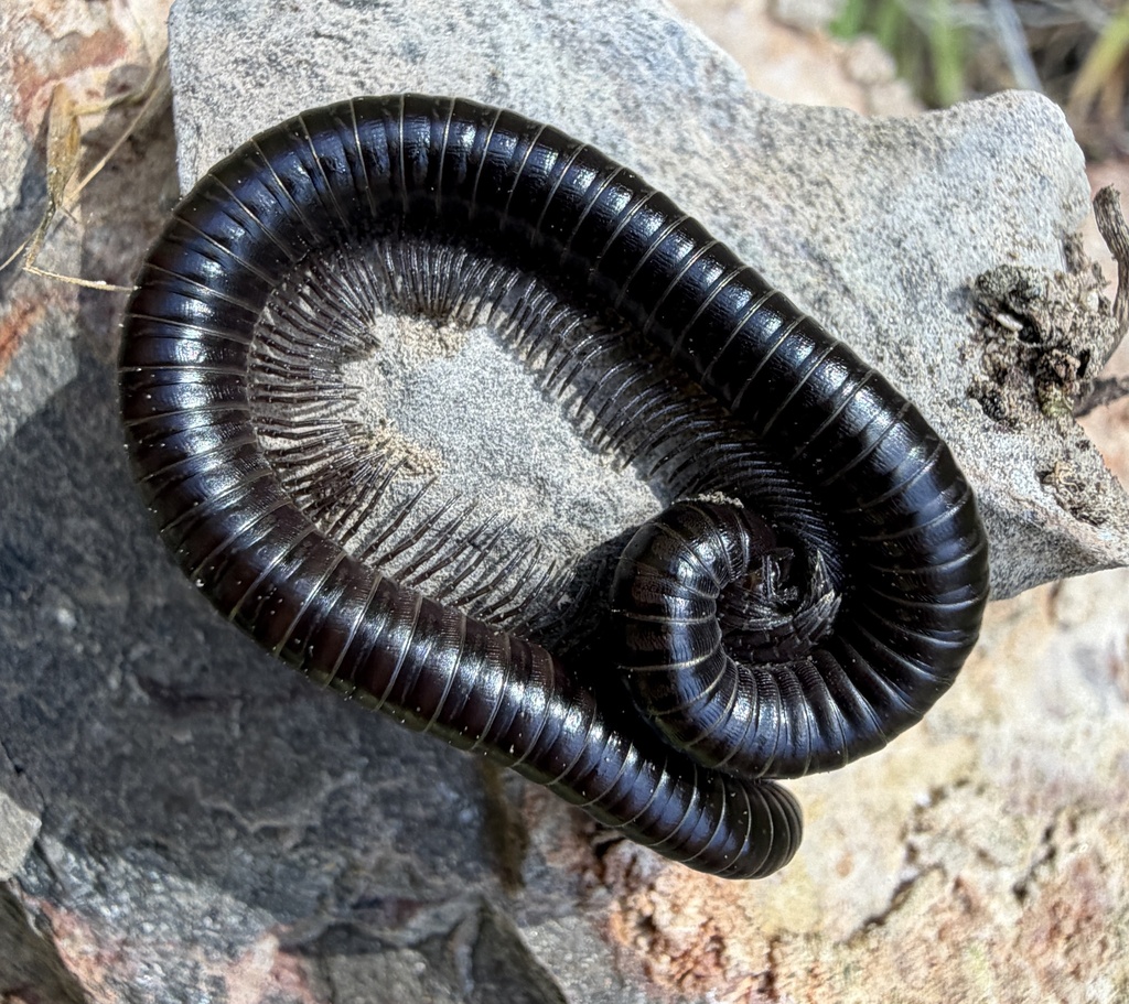 Californiulus blechrostriatus