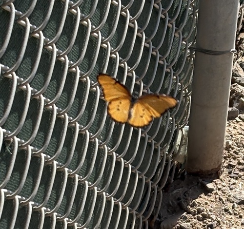 Plain Tiger Butterfly