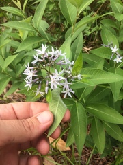 Amsonia ludoviciana