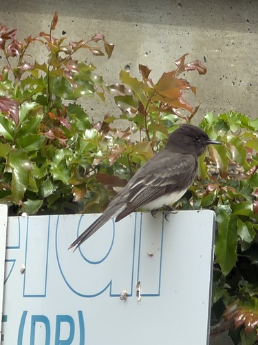 iNaturalist observation photo of Black Phoebe