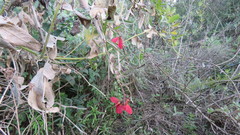 Heteropterys glabra