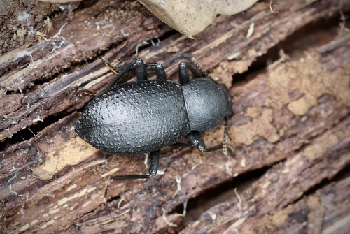 iNaturalist observation photo of Cibdelis blaschkii