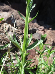 Teucrium glandulosum