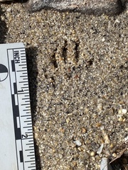 Otospermophilus beecheyi