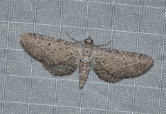 Eupithecia zygadeniata