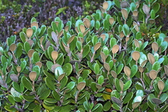 Brachyglottis bidwillii