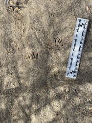 Otospermophilus beecheyi