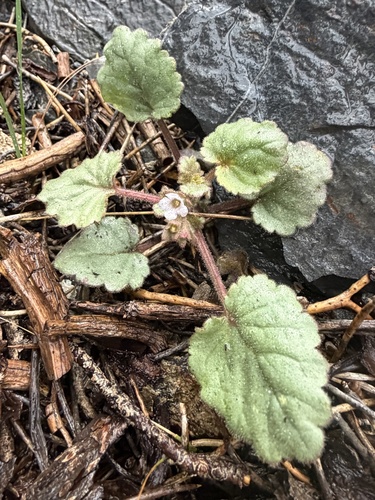 Handsome phacelia (Phacelia peirsoniana)