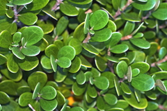 Brachyglottis bidwillii