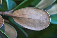 Brachyglottis bidwillii