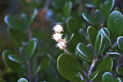 Brachyglottis bidwillii