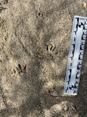 Otospermophilus beecheyi