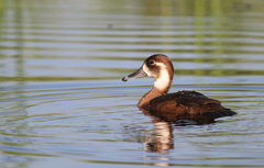 Southern Pochard photo 2