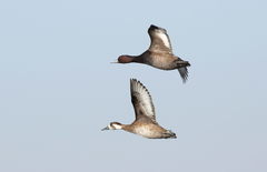 Southern Pochard photo 5