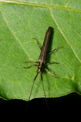 Pseudocalamobius