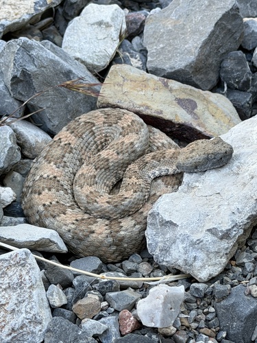 Panamint Rattlesnake