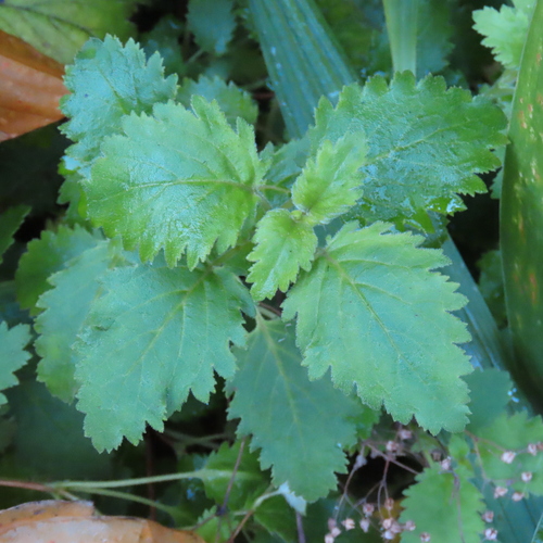 Jovellana sinclairii, photograph 4