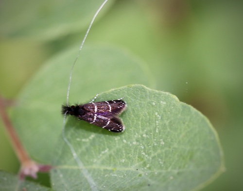 iNaturalist observation photo of Ocean Spray Fairy Moth
