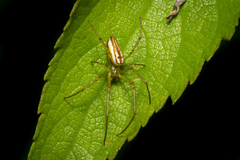 Leucauge celebesiana