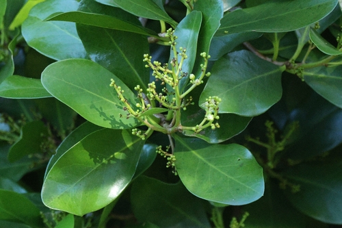 Corynocarpus laevigatus observed 2026-05-05