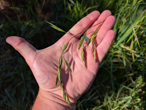 Bromus catharticus observed 2026-05-05