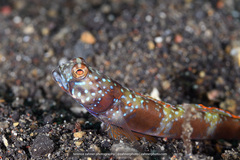 Amblyeleotris latifasciata