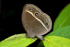 Mycalesis gotama nanda