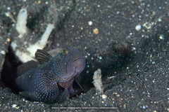 Cryptocentrus fasciatus