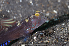 Cryptocentrus fasciatus