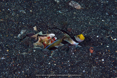 Stonogobiops nematodes