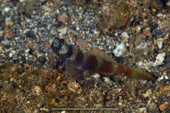Amblyeleotris latifasciata