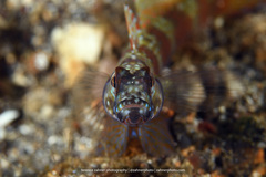 Amblyeleotris latifasciata