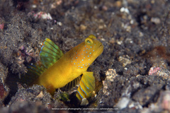 Cryptocentrus sericus