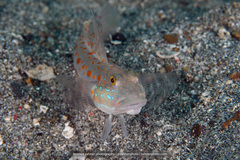 Valenciennea puellaris