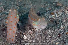 Valenciennea puellaris