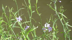 Solanum amygdalifolium