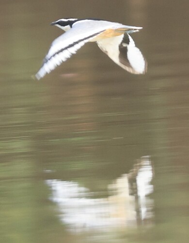 iNaturalist image