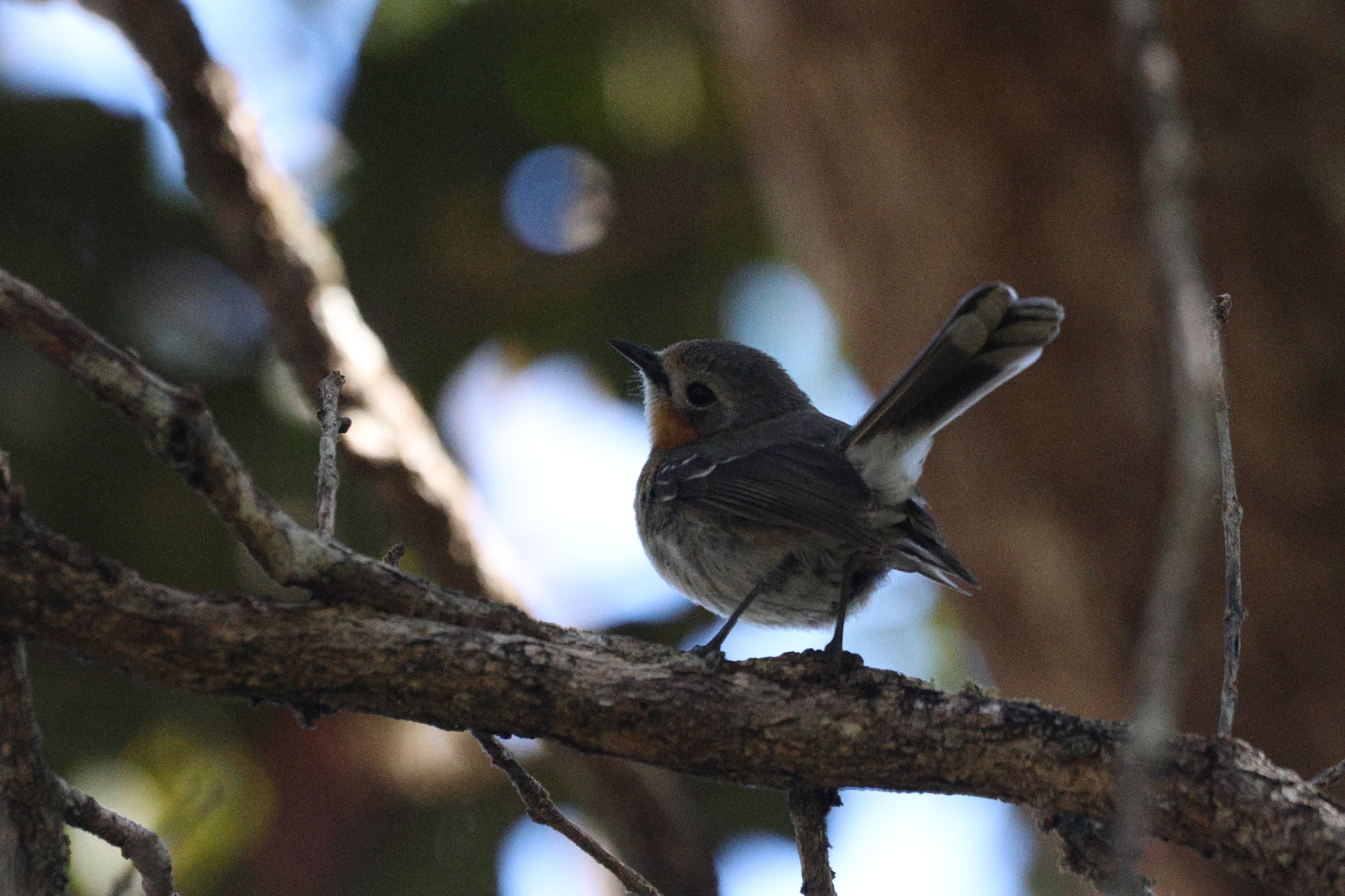 Kauai Elepaio (Chasiempis sclateri), photo 1