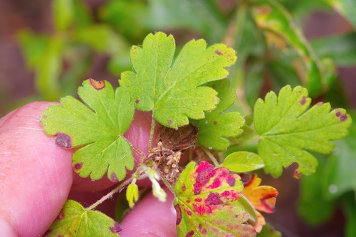 Ribes curvatum, photograph 1