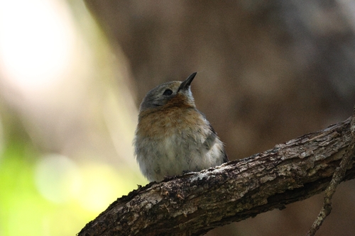 Kauai Elepaio (Chasiempis sclateri), photo 2