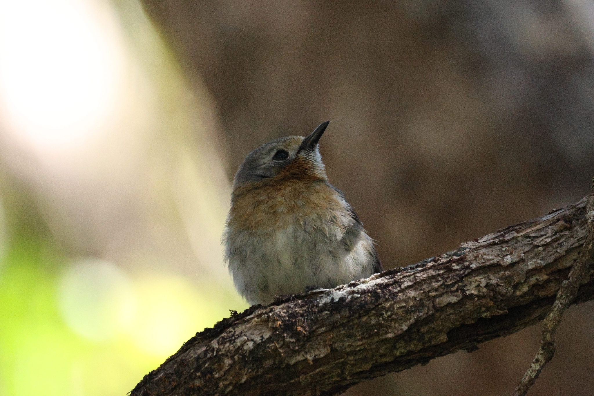 Kauai Elepaio (Chasiempis sclateri), photo 2
