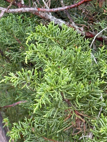 Diselma archeri, 2026-05-04
