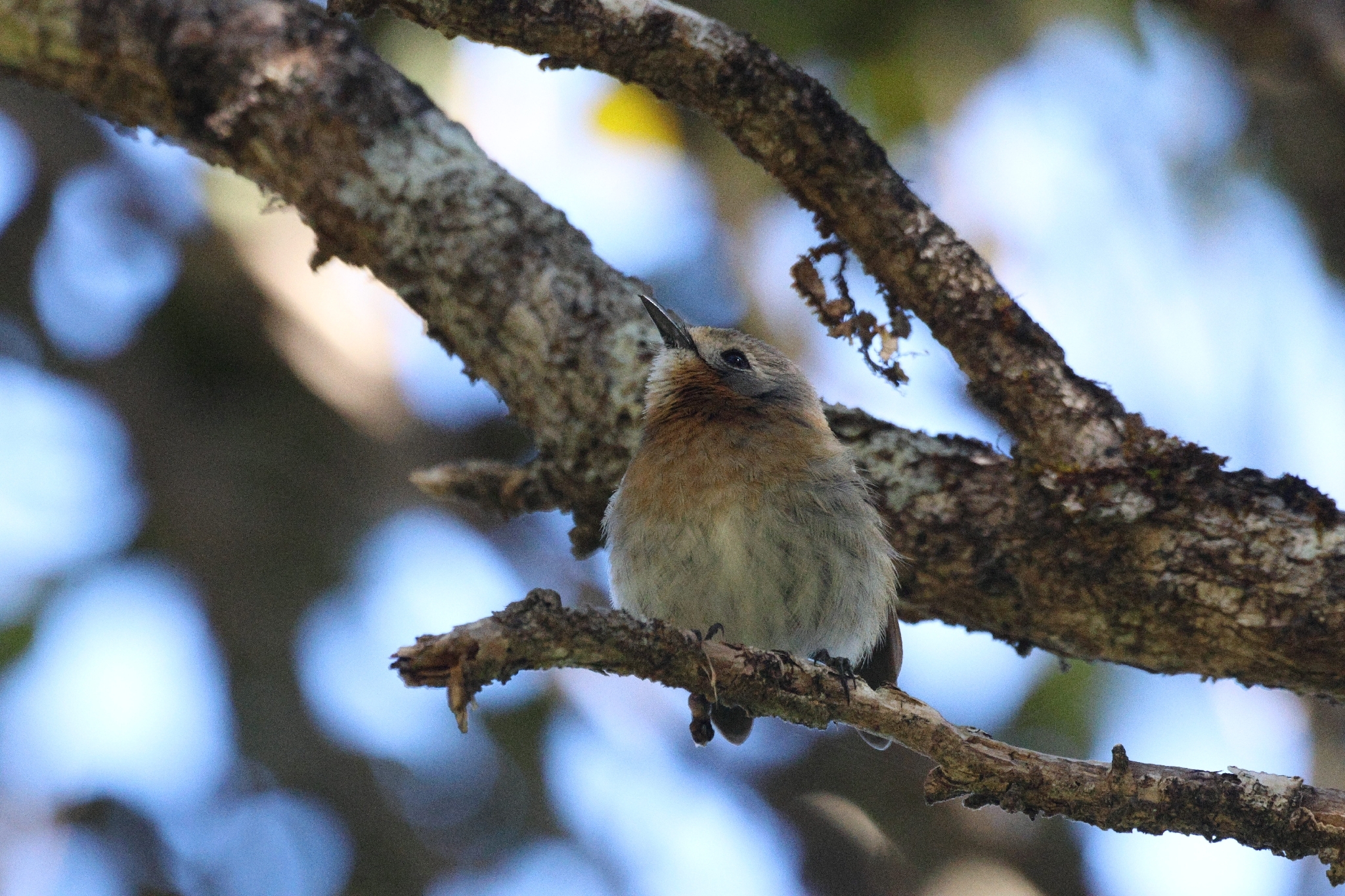 Kauai Elepaio (Chasiempis sclateri), photo 3