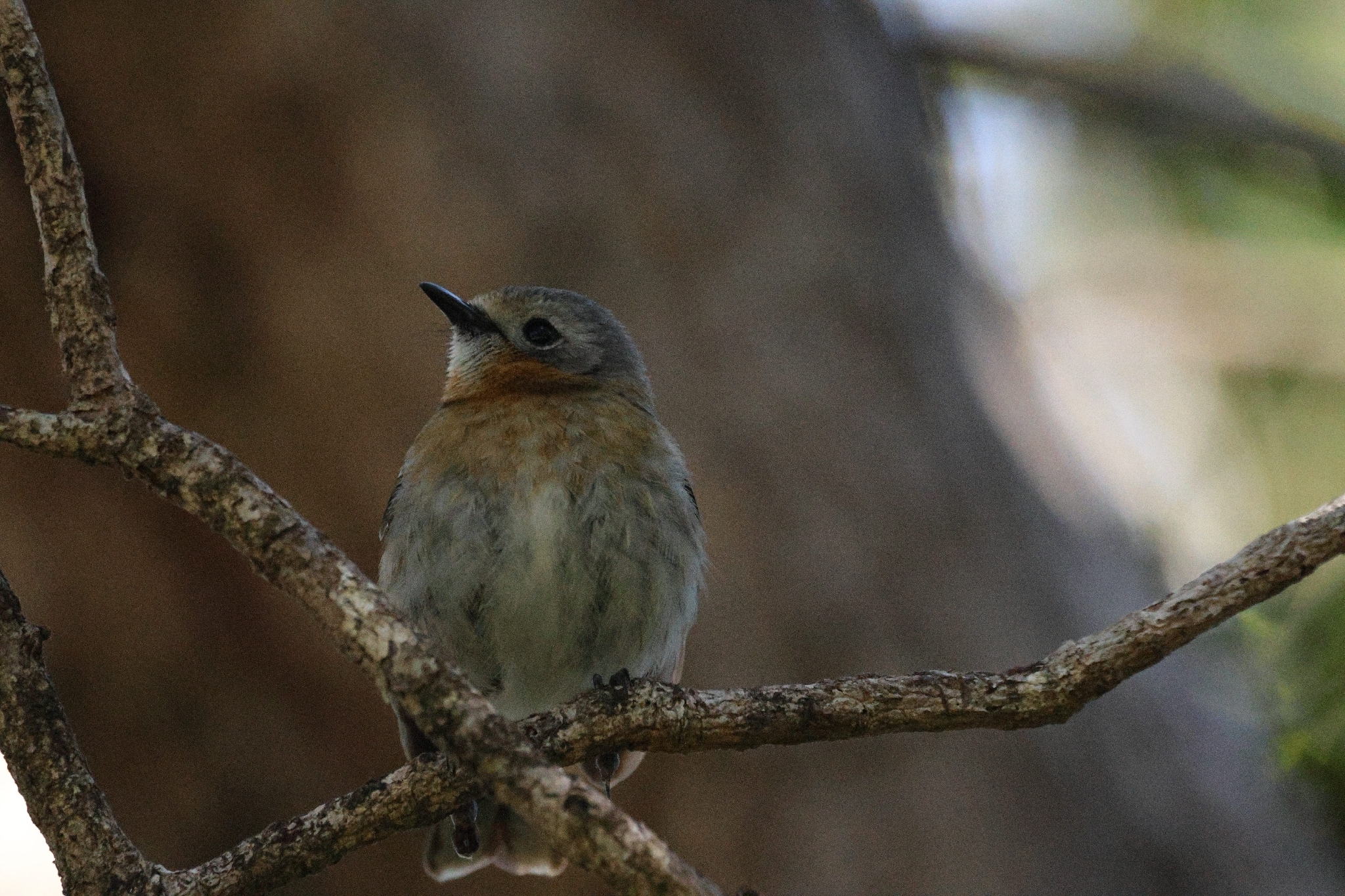 Kauai Elepaio (Chasiempis sclateri), photo 4
