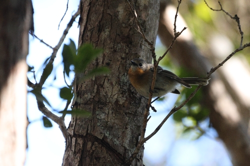 Kauai Elepaio (Chasiempis sclateri), photo 10