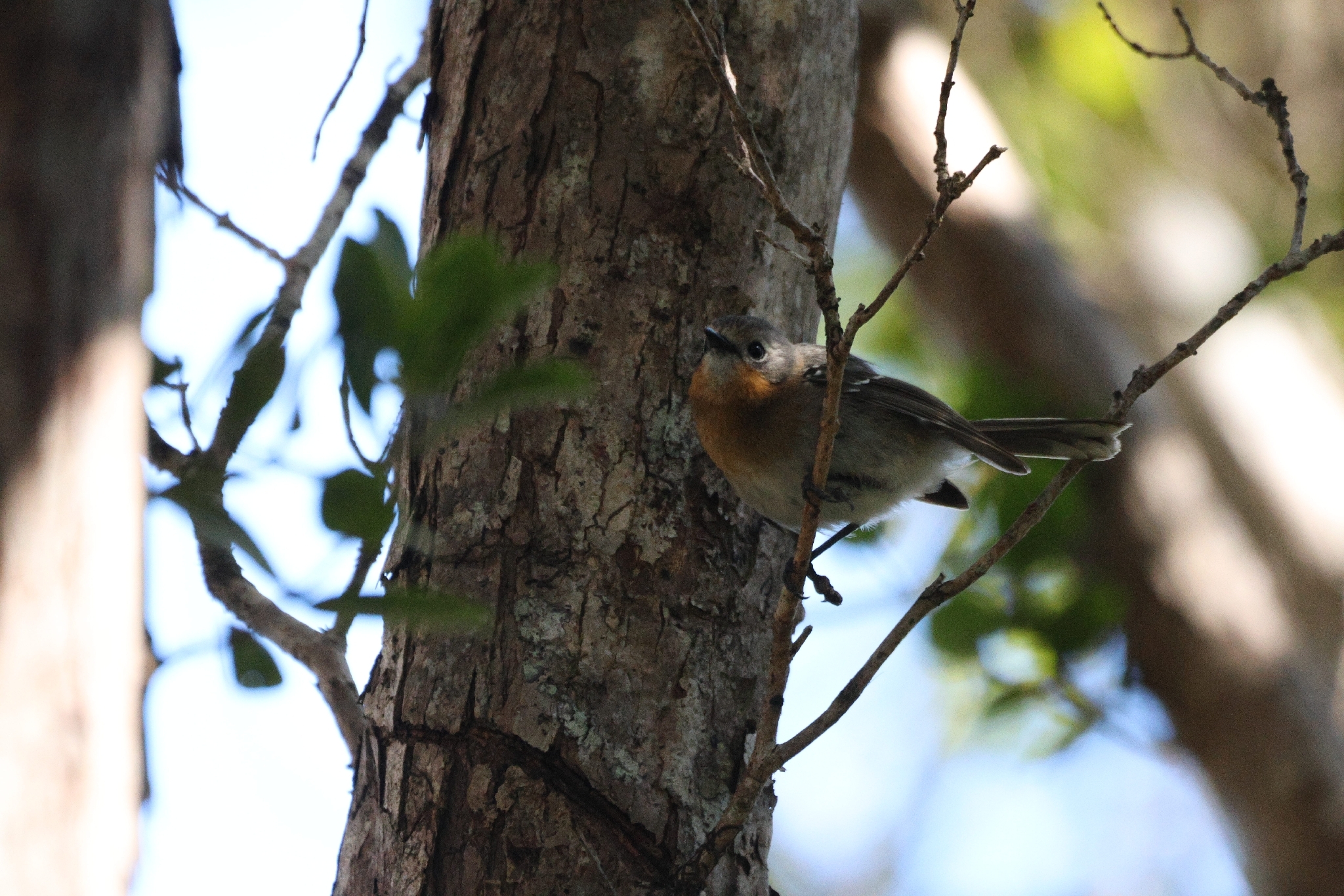 Kauai Elepaio (Chasiempis sclateri), photo 5