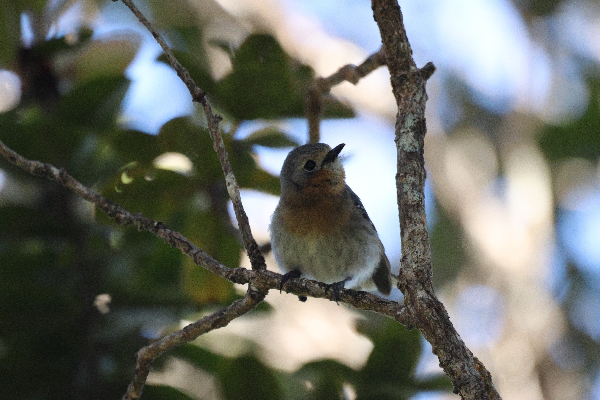 Kauai Elepaio (Chasiempis sclateri), photo 6