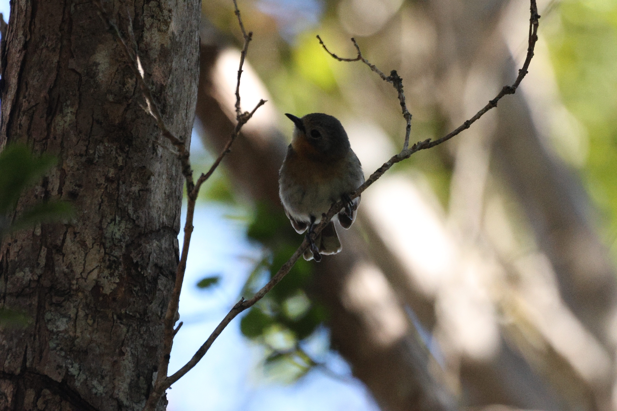 Kauai Elepaio (Chasiempis sclateri), photo 7